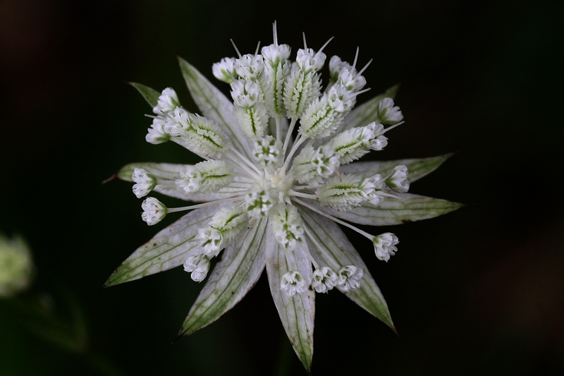 Astrantia minor / Astranzia minore